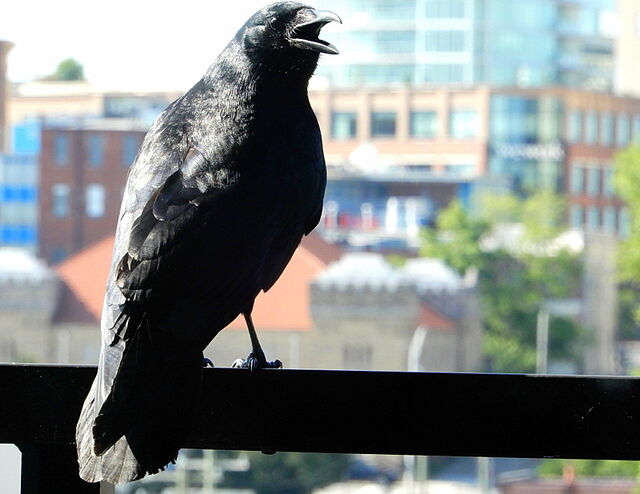 American Crow
