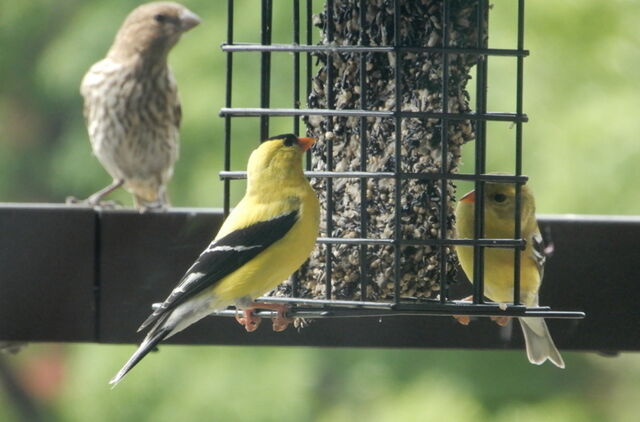 American Goldfinch