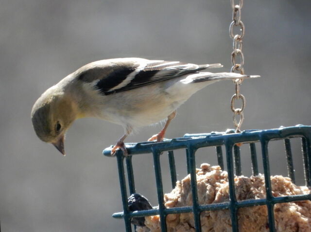 American Goldfinch