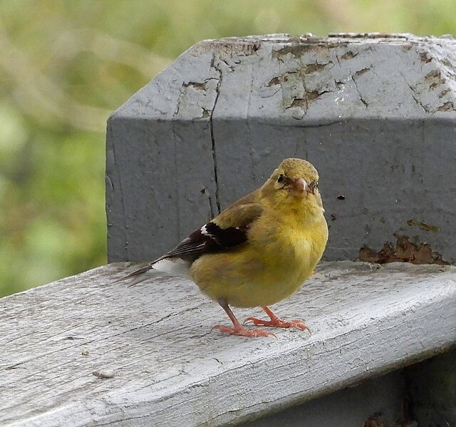 American Goldfinch