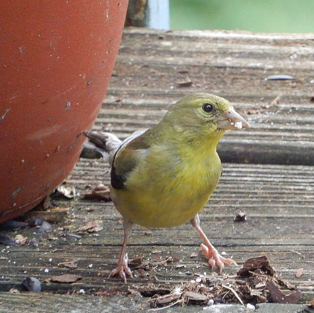 American Goldfinch