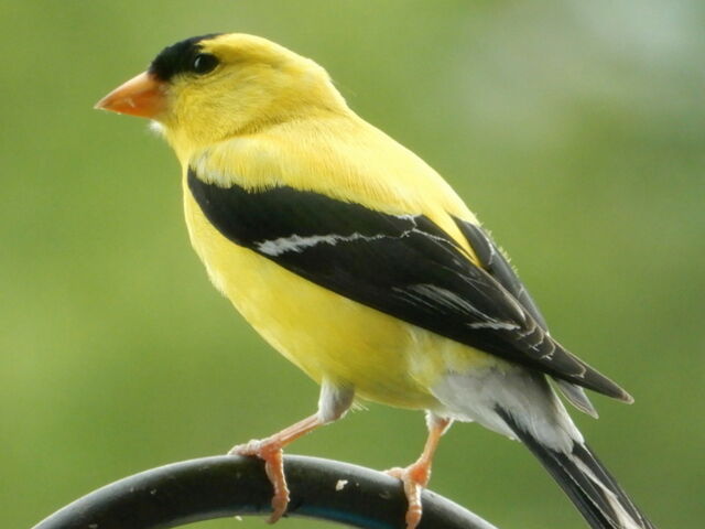 American Goldfinch