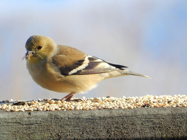 American Goldfinch