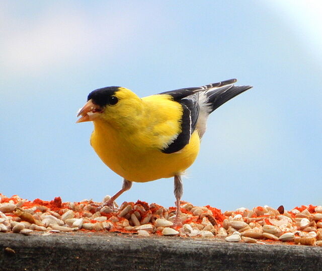 American Goldfinch