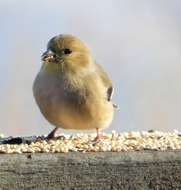 American Goldfinch