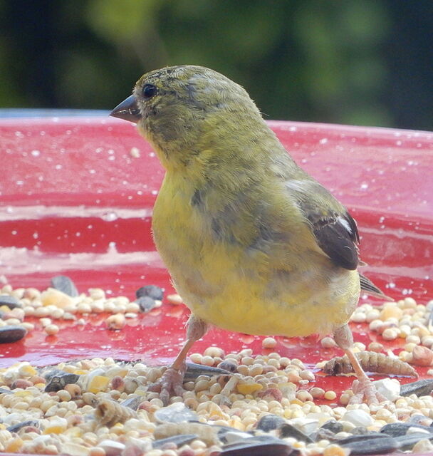 American Goldfinch