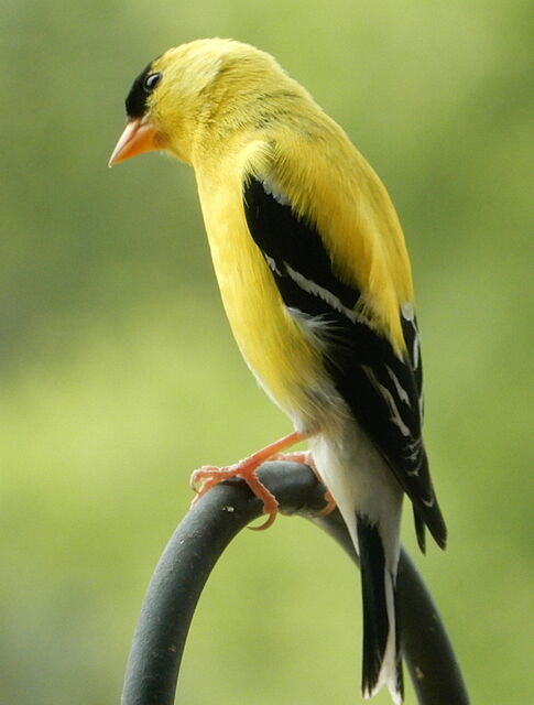 American Goldfinch