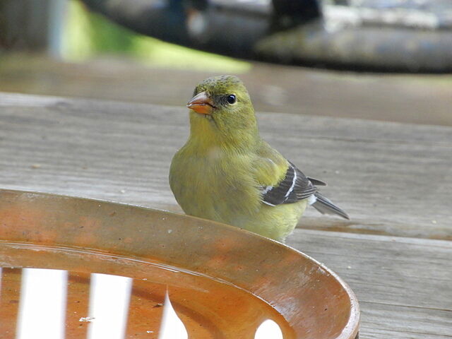 American Goldfinch