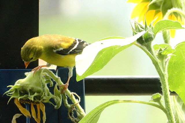 American Goldfinch