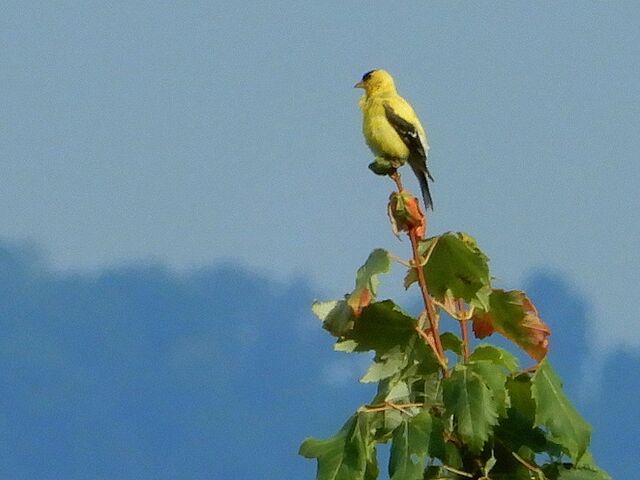 American Goldfinch