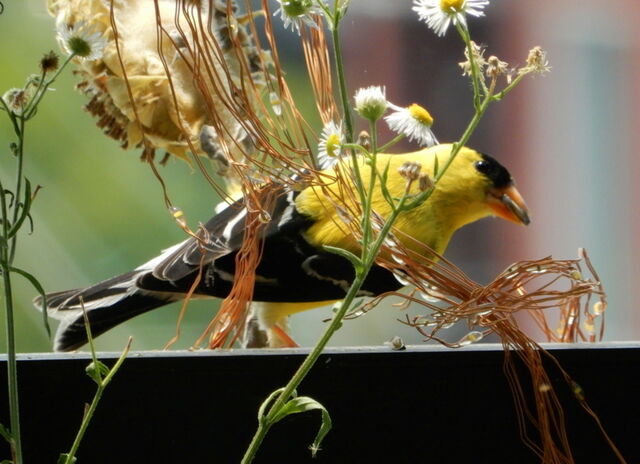 American Goldfinch