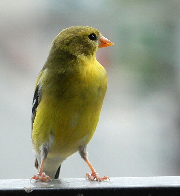 American Goldfinch