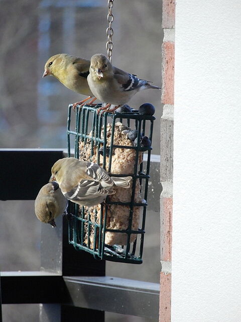 American Goldfinch