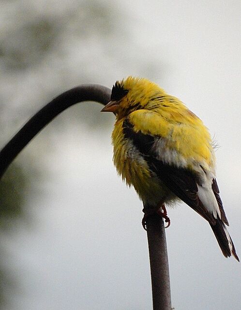 American Goldfinch