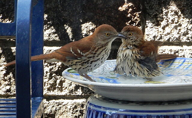 Brown Thrasher