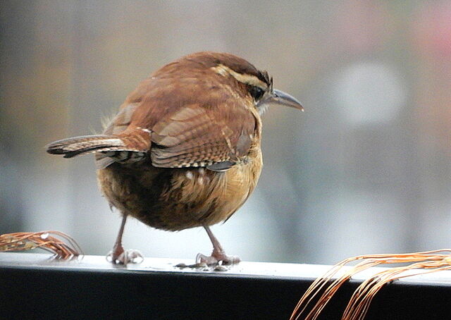 Carolina Wren