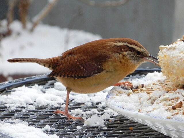 Carolina Wren