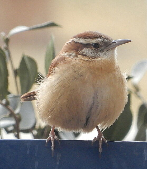 Carolina Wren