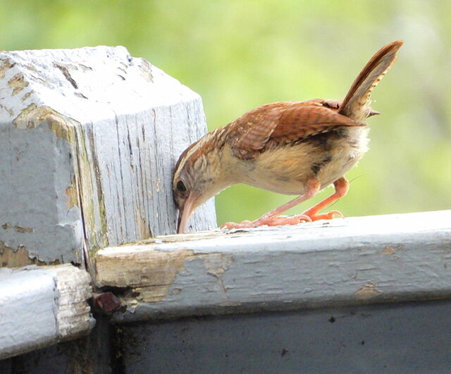 Carolina Wren