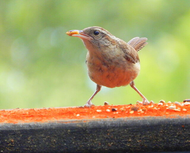 Carolina Wren