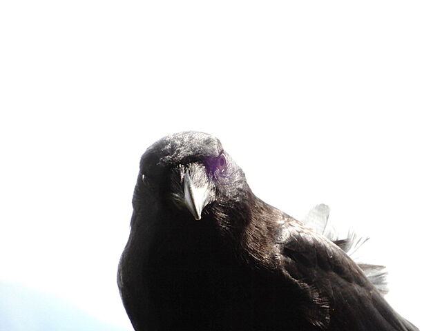Common Raven