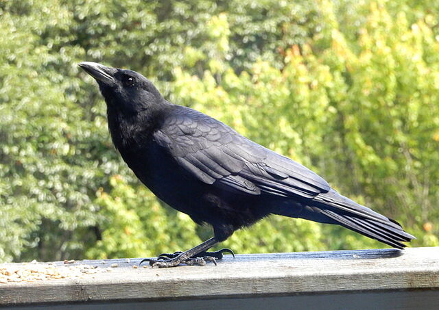Common Raven