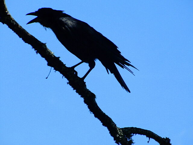 Common Raven