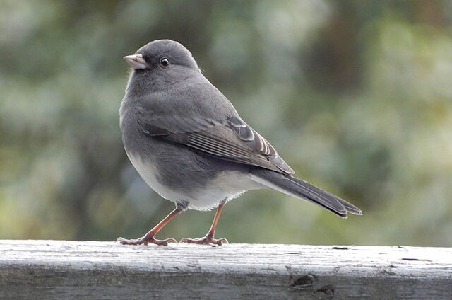 Dark-eyed Junco