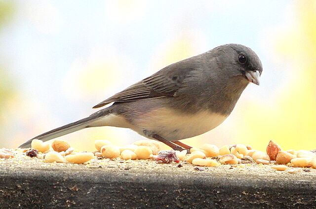 Dark-eyed Junco