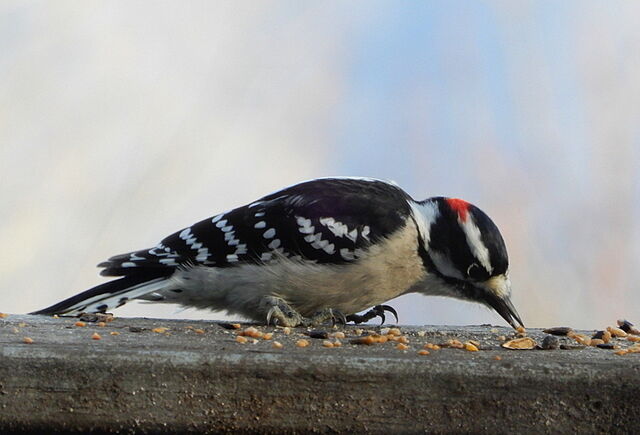 Downy Woodpecker
