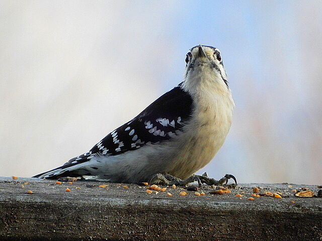 Downy Woodpecker