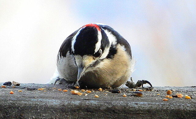 Downy Woodpecker