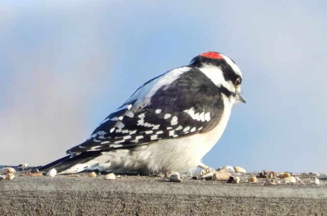 Downy Woodpecker