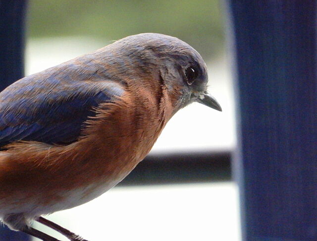 Eastern Bluebird
