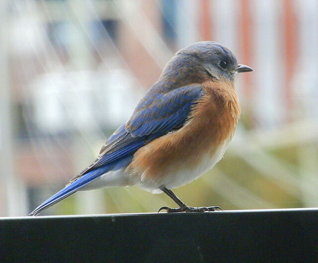 Eastern Bluebird