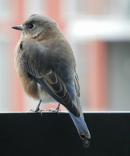 Eastern Bluebird