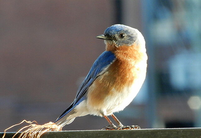 Eastern Bluebird