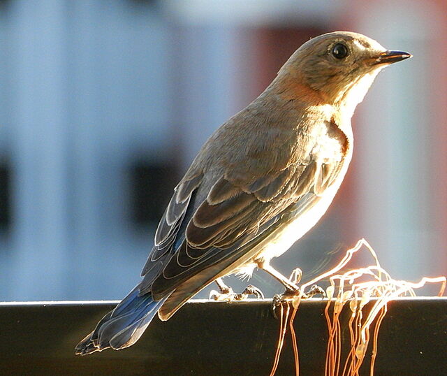 Eastern Bluebird
