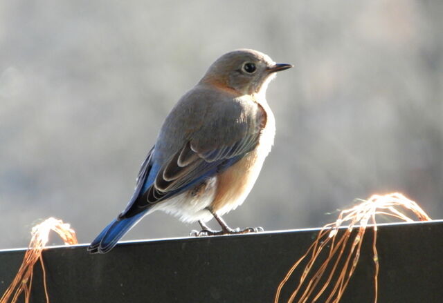 Eastern Bluebird