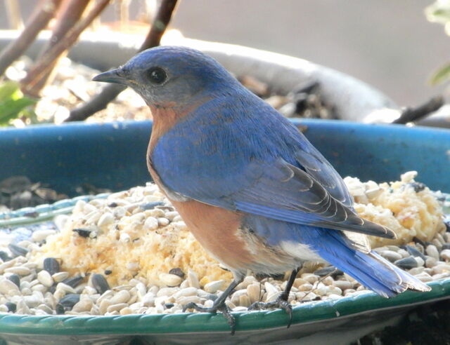Eastern Bluebird