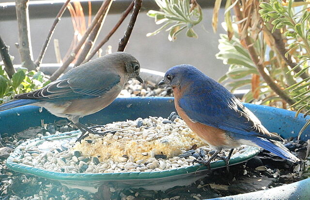 Eastern Bluebird