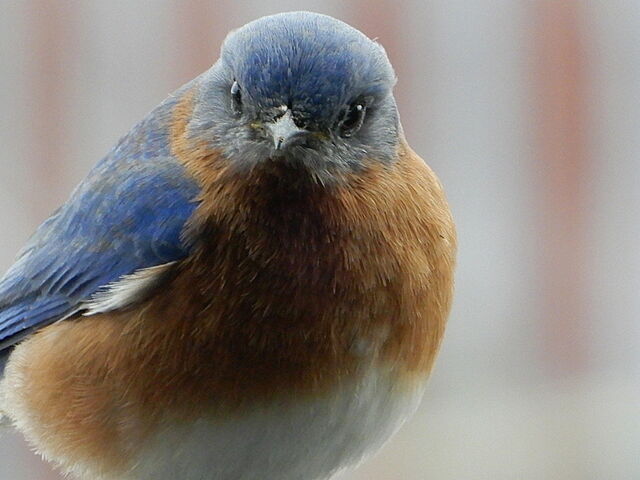 Eastern Bluebird