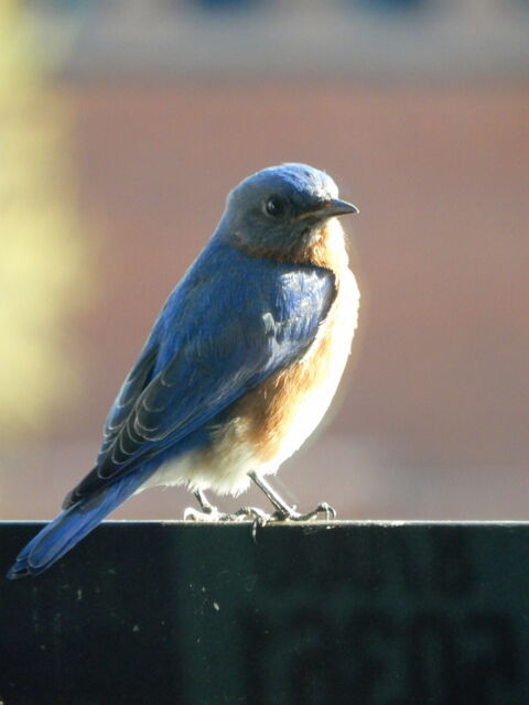 Eastern Bluebird