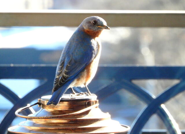 Eastern Bluebird