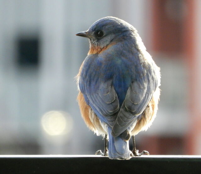 Eastern Bluebird
