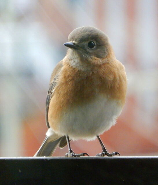 eastern-bluebird