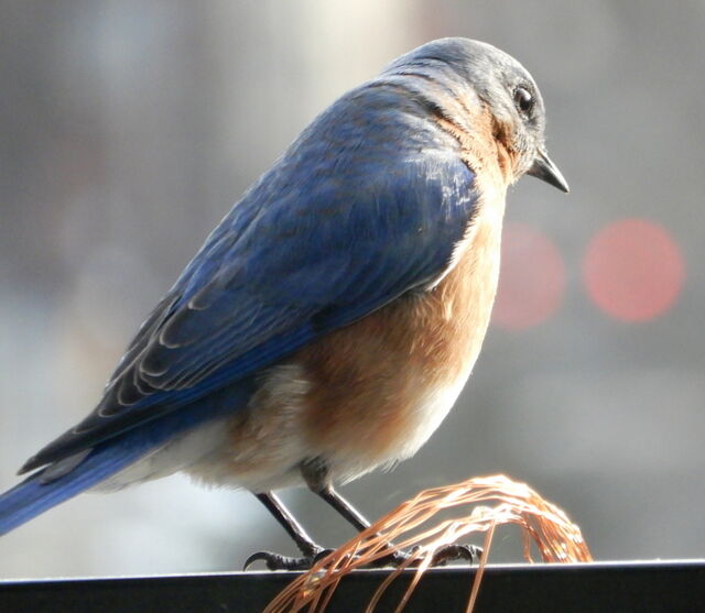 Eastern Bluebird