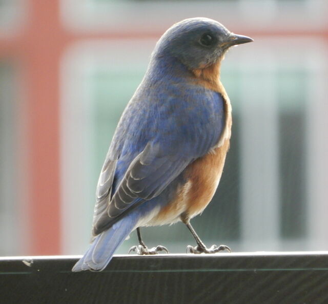 Eastern Bluebird
