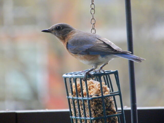 Eastern Bluebird