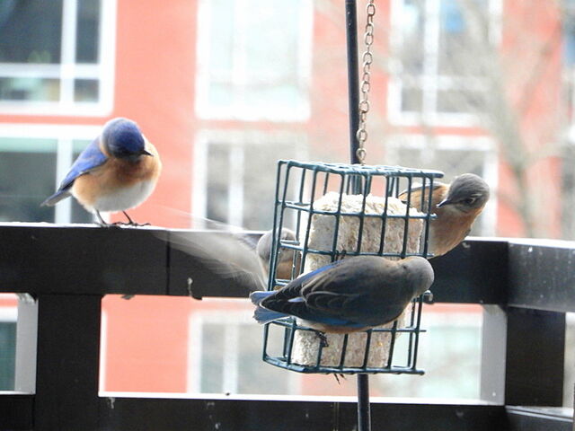 Eastern Bluebird